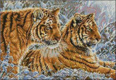 сибирские тигры.jpg