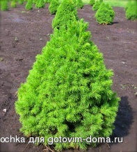 ель сизая коника.jpg