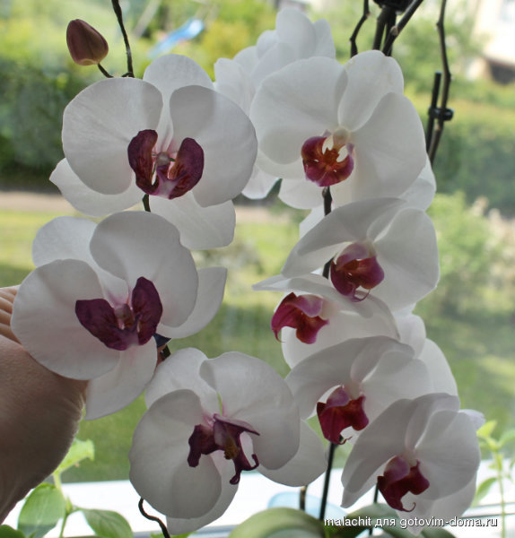 орхидея при дневном свете.jpg