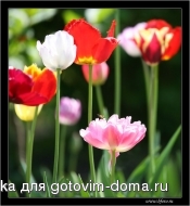 bfoto_ru_315a.jpg