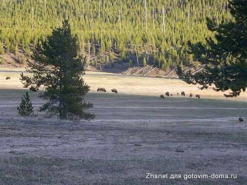 yellowstone 121.JPG