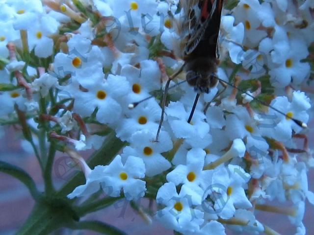909