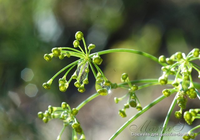 DSC_0085m.jpg