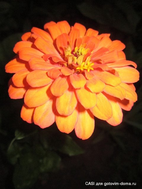 IMG_7794.JPG