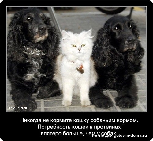 fakti_o_koshkah044.jpg