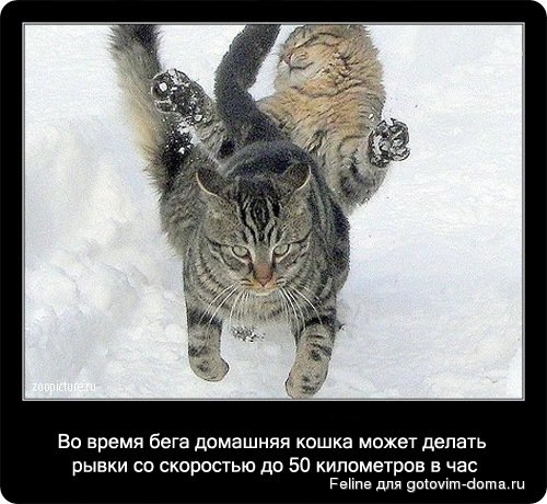 fakti_o_koshkah022.jpg