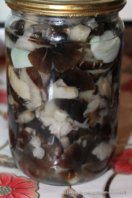 рядовки.JPG