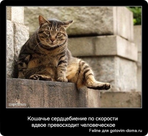 fakti_o_koshkah012.jpg