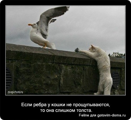 fakti_o_koshkah050.jpg