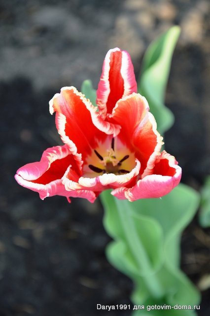 DSC_0157.JPG
