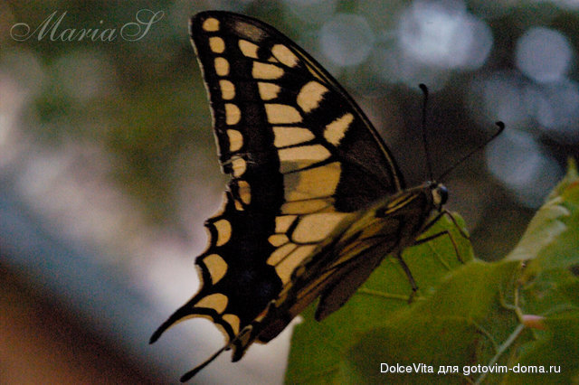 DSC_0510c.jpg