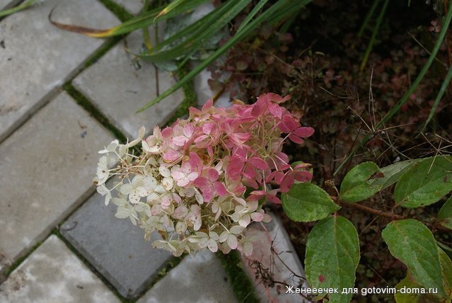 DSC04482.JPG