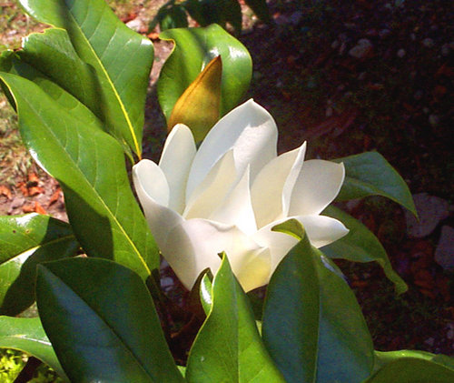 magnolia zvetet.jpg