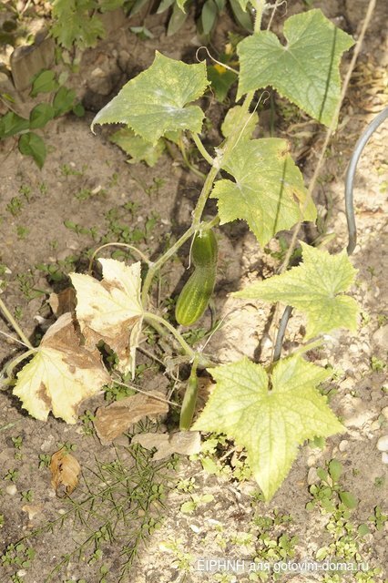 _DSC9911.JPG