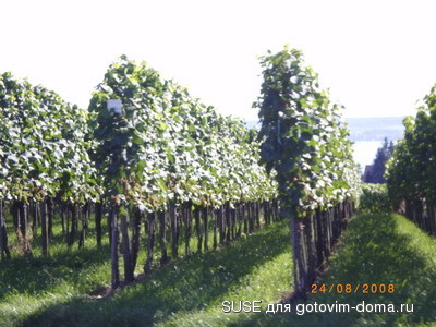 IMGP1114_изм-е размера.JPG
