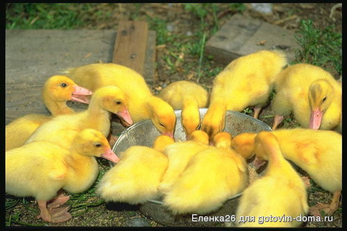 foto_duck_goose_01[1].jpg