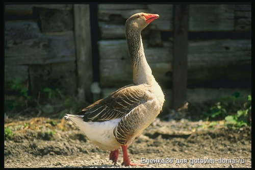 foto_duck_goose_08[1].jpg