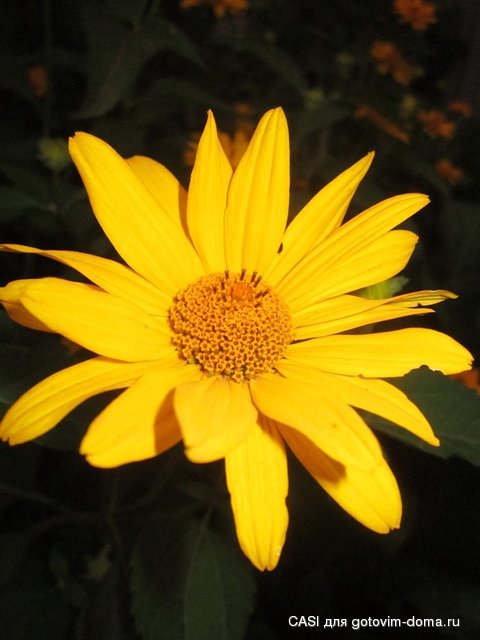 IMG_7801.JPG