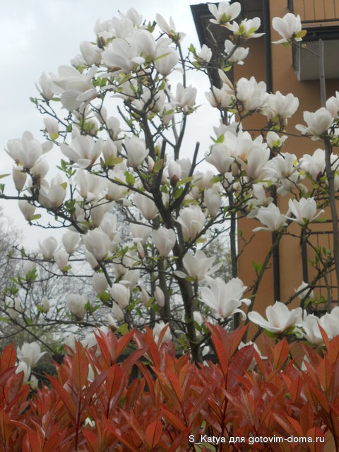 DSCN7252.JPG