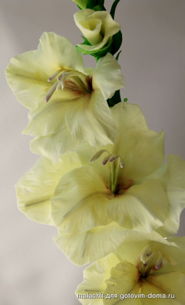 gladiolus 2.jpg