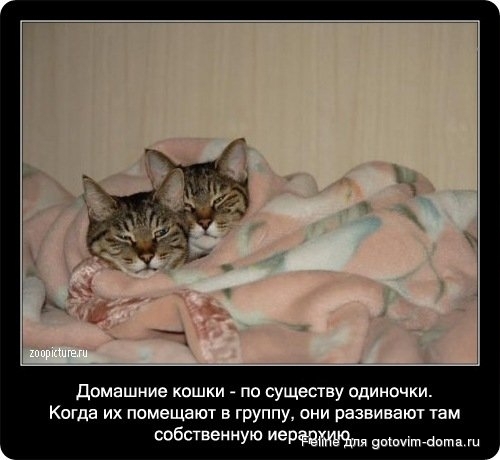 fakti_o_koshkah053.jpg