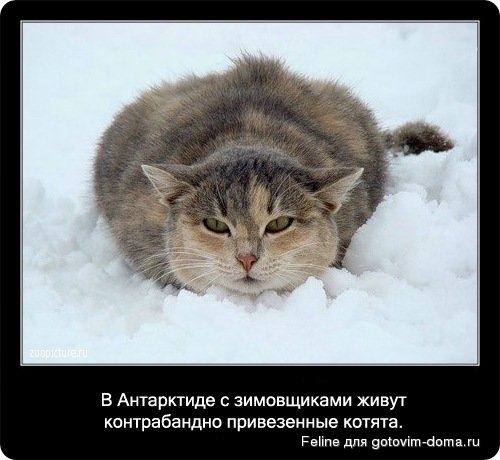 fakti_o_koshkah072.jpg