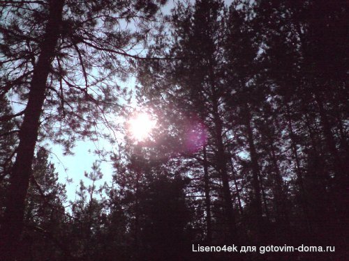 P031008_13.23.JPG