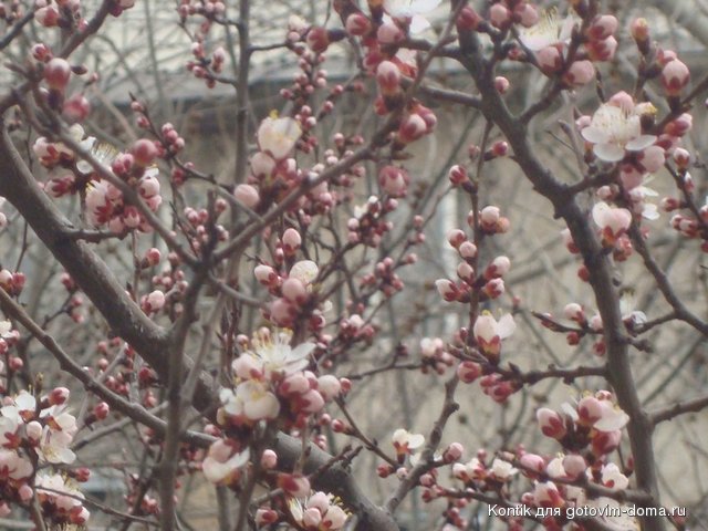 DSC02916.JPG