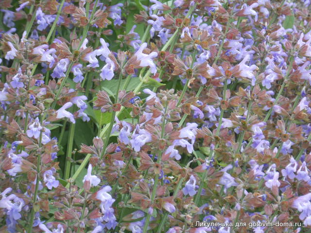 DSCN0088.JPG