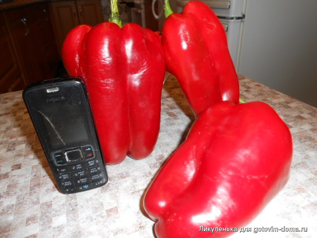 DSCN7194.JPG