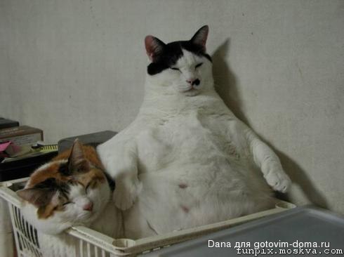 Kater1.jpg