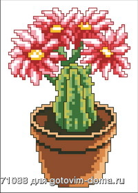 Cactus_2.jpg