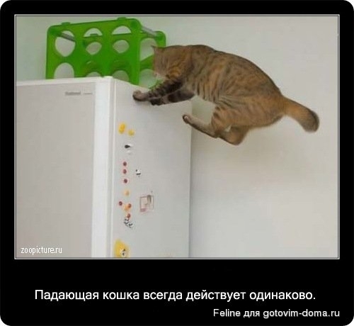 fakti_o_koshkah035.jpg