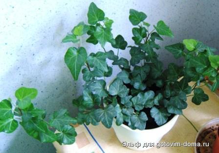 DSCF9116.JPG