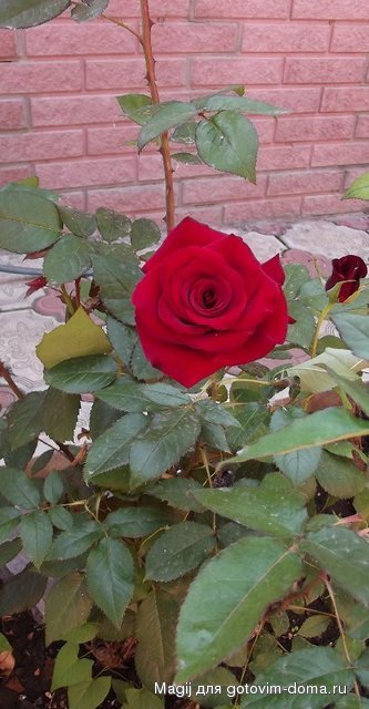 DSCF0115.JPG