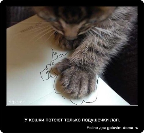 fakti_o_koshkah014.jpg