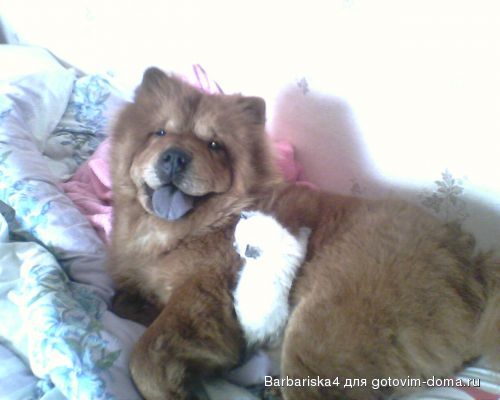 -чао и котенок.jpg