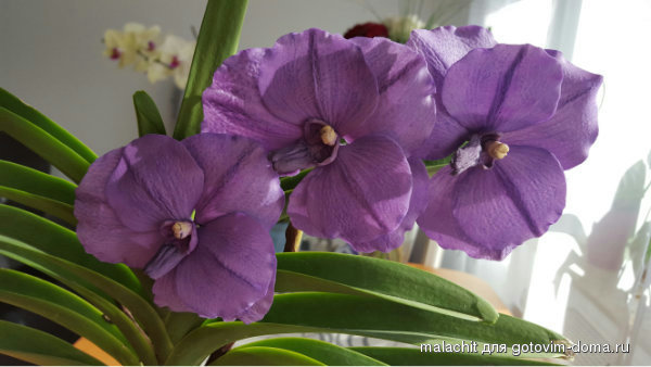 vanda 1.jpg