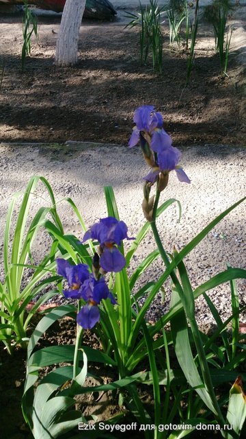 DSC_6638.JPG