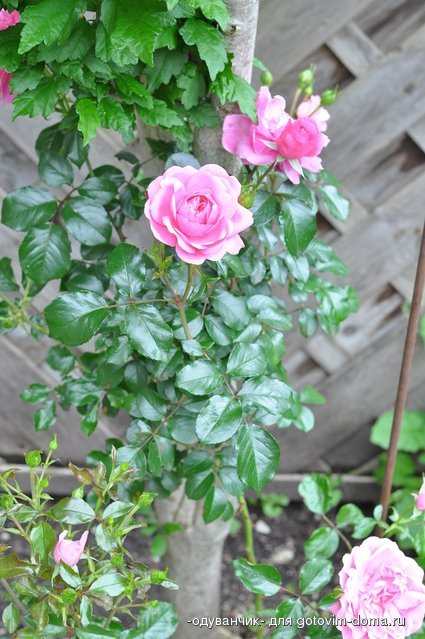 DSC_7996.JPG