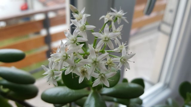20161218_112201.jpg