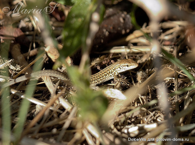 DSC_0318mc.jpg