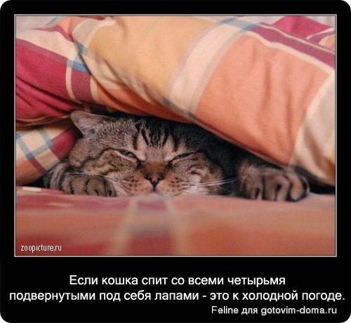 fakti_o_koshkah058.jpg