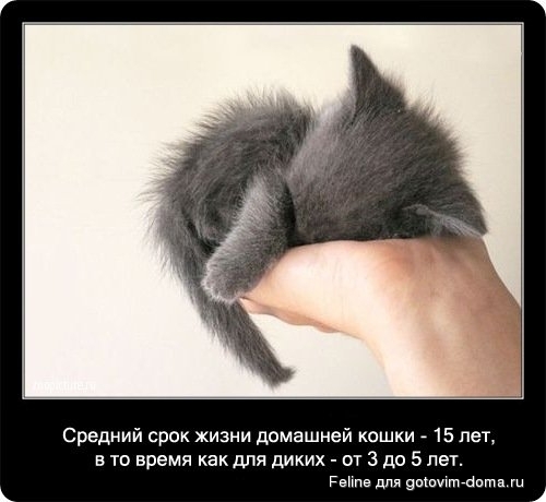 fakti_o_koshkah029.jpg