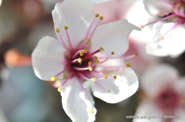DSC_0240 k.jpg