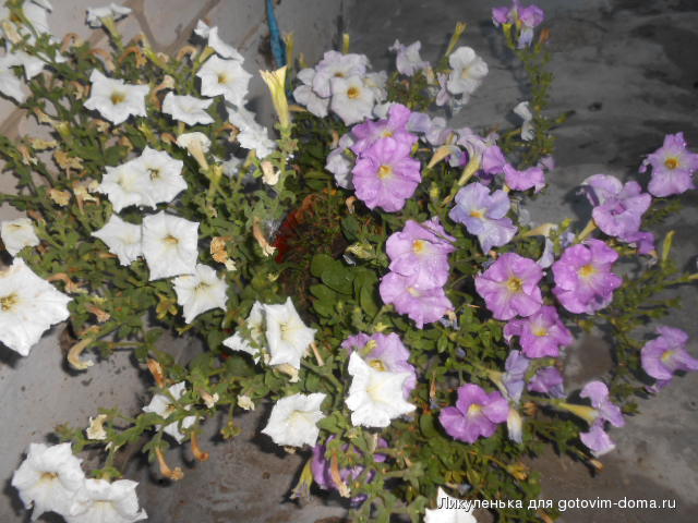 DSCN1185.JPG