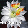 flower1[1].gif