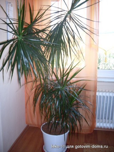 vkusnosti 009.jpg