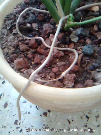 Image5j.jpg