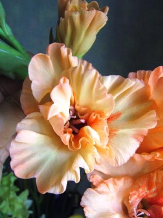 DSCF0876.JPG